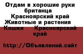 Отдам в хорошие руки британца - Красноярский край Животные и растения » Кошки   . Красноярский край